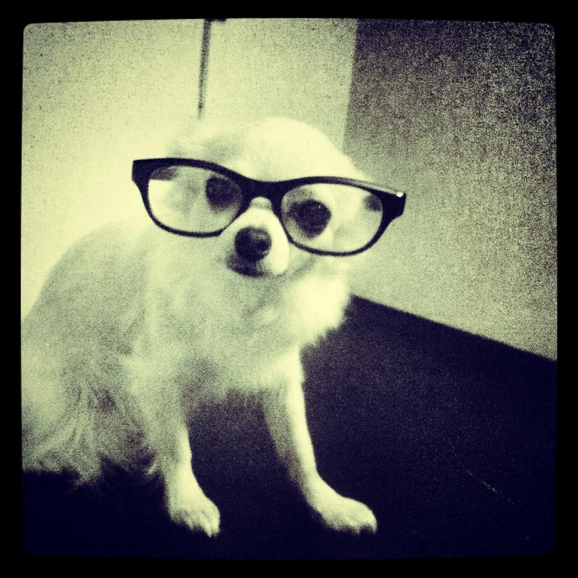 Chihuahua Holly billede 3