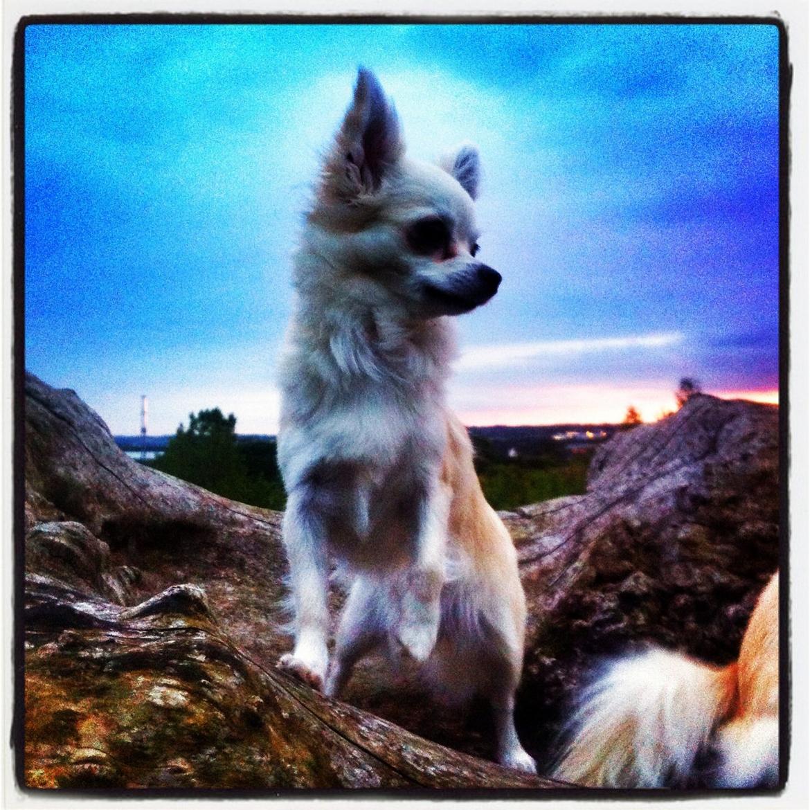 Chihuahua Holly billede 5