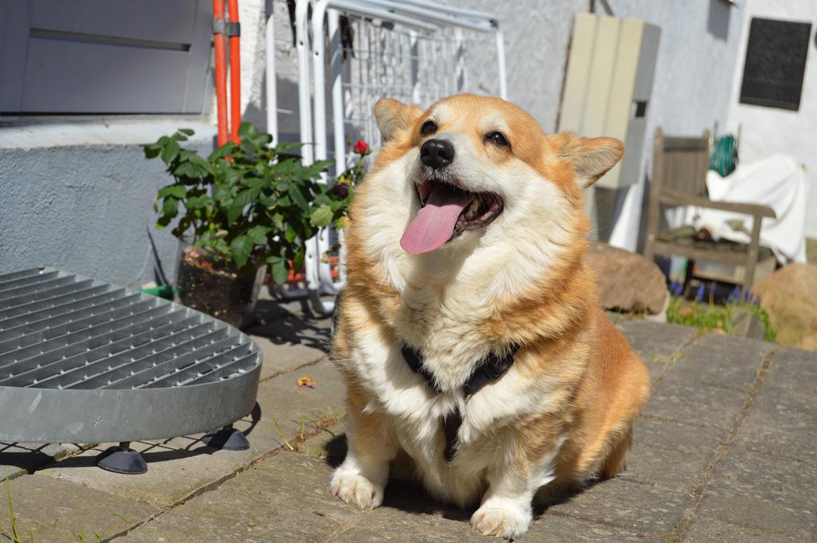 Welsh corgi pembroke Yang-hua *Nadia* Na-bob - sidder pænt og venter :) billede 8