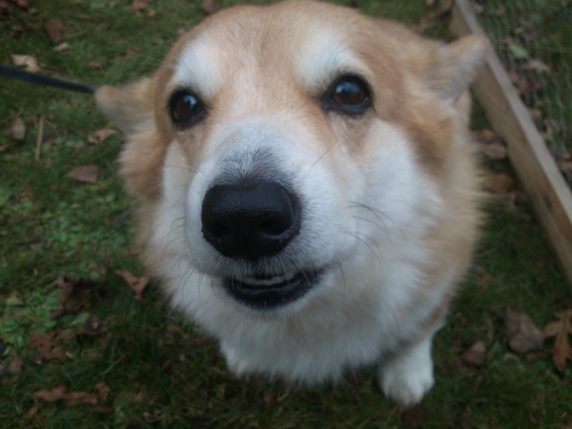 Welsh corgi pembroke Yang-hua *Nadia* Na-bob - så sød du er <3 billede 7