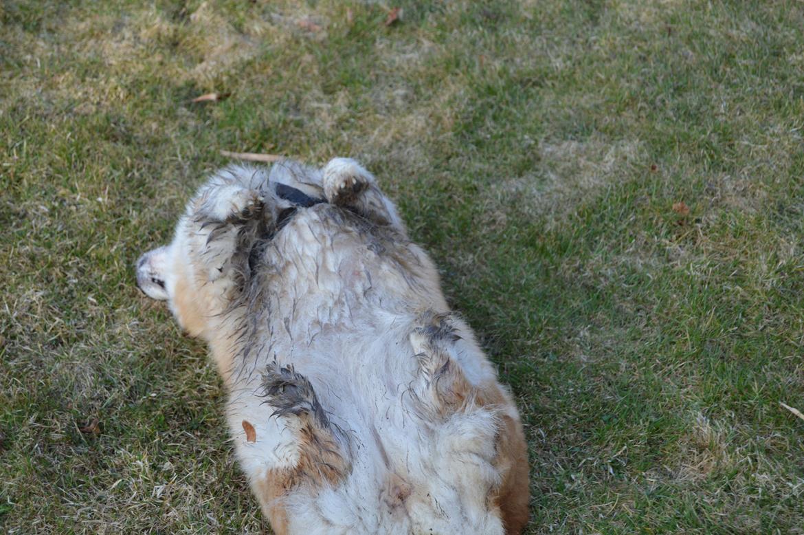 Welsh corgi pembroke Yang-hua *Nadia* Na-bob - det er det bedste der findes, at rulle sig i græsset :D billede 6