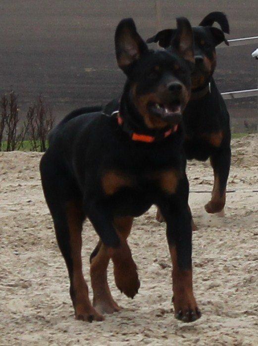 Rottweiler Kira/ R.I.P billede 12