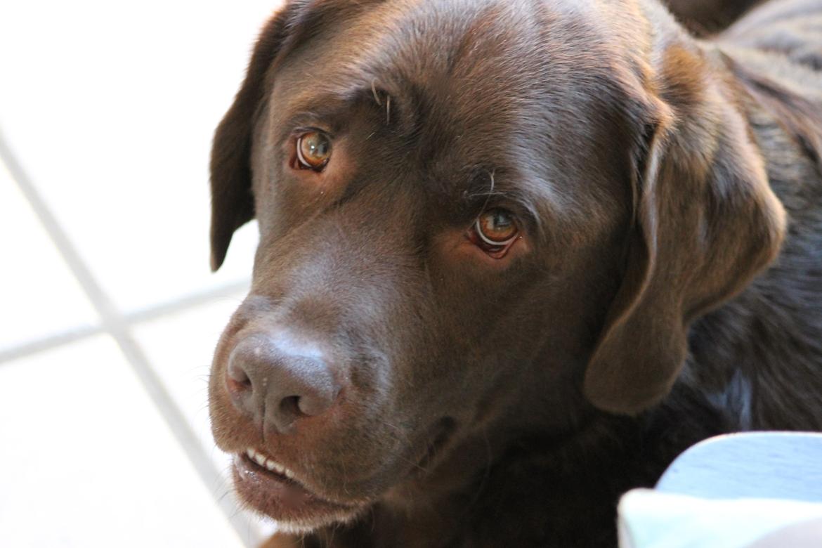 Labrador retriever LabLunas Buldrende Bufas (Ludvig) billede 14