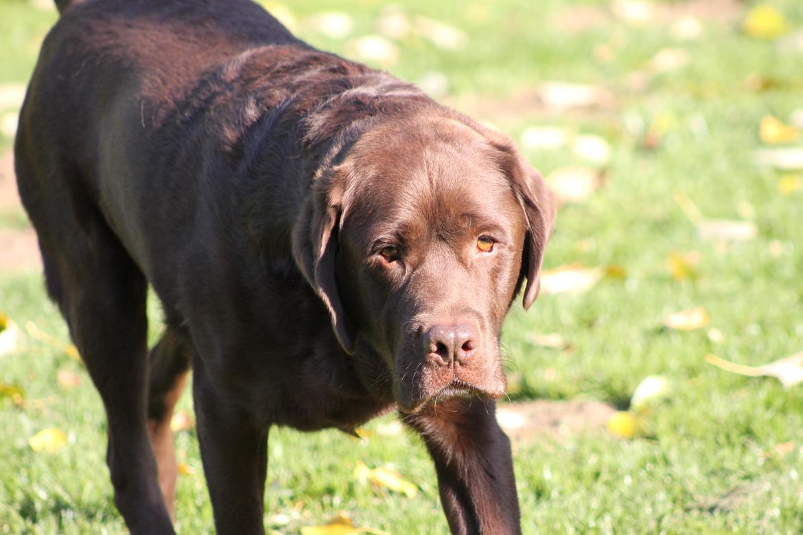 Labrador retriever LabLunas Buldrende Bufas (Ludvig) billede 15
