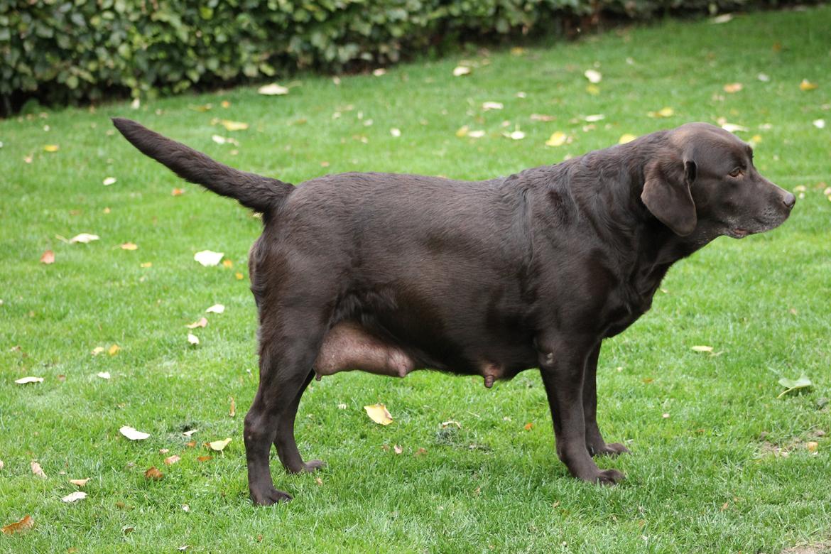 Labrador retriever Lab Luna´s Avra for Laura - Laura som er højdrægtig.  billede 10