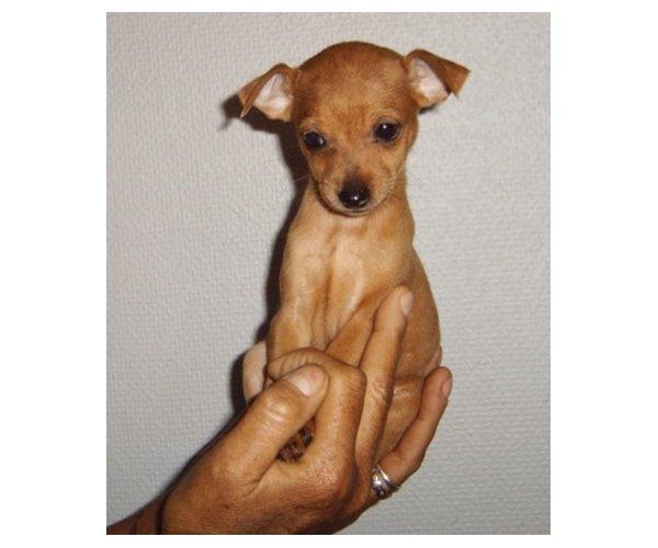 Dvaergpinscher Bibi - 9  uger billede 1