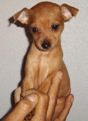 Dvaergpinscher Bibi billede 2