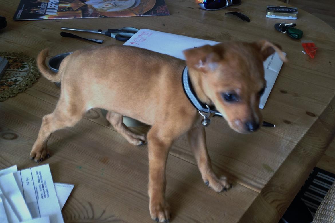 Dvaergpinscher Bibi billede 3