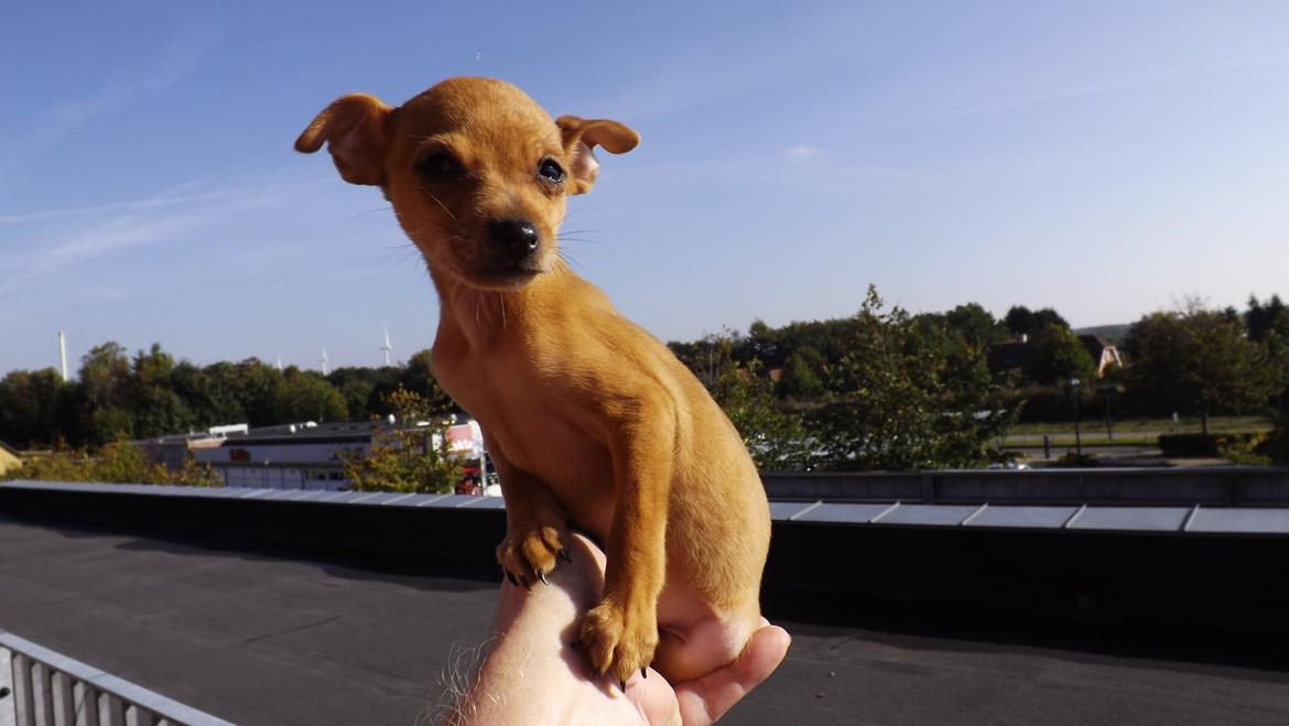 Dvaergpinscher Bibi - 10 uger billede 4