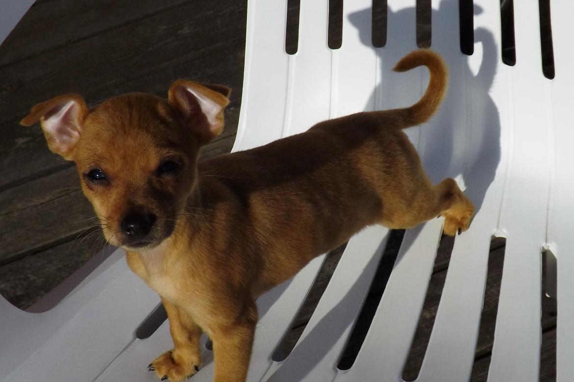 Dvaergpinscher Bibi billede 5