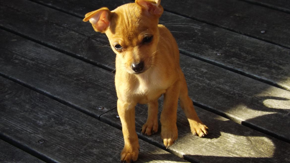 Dvaergpinscher Bibi billede 6