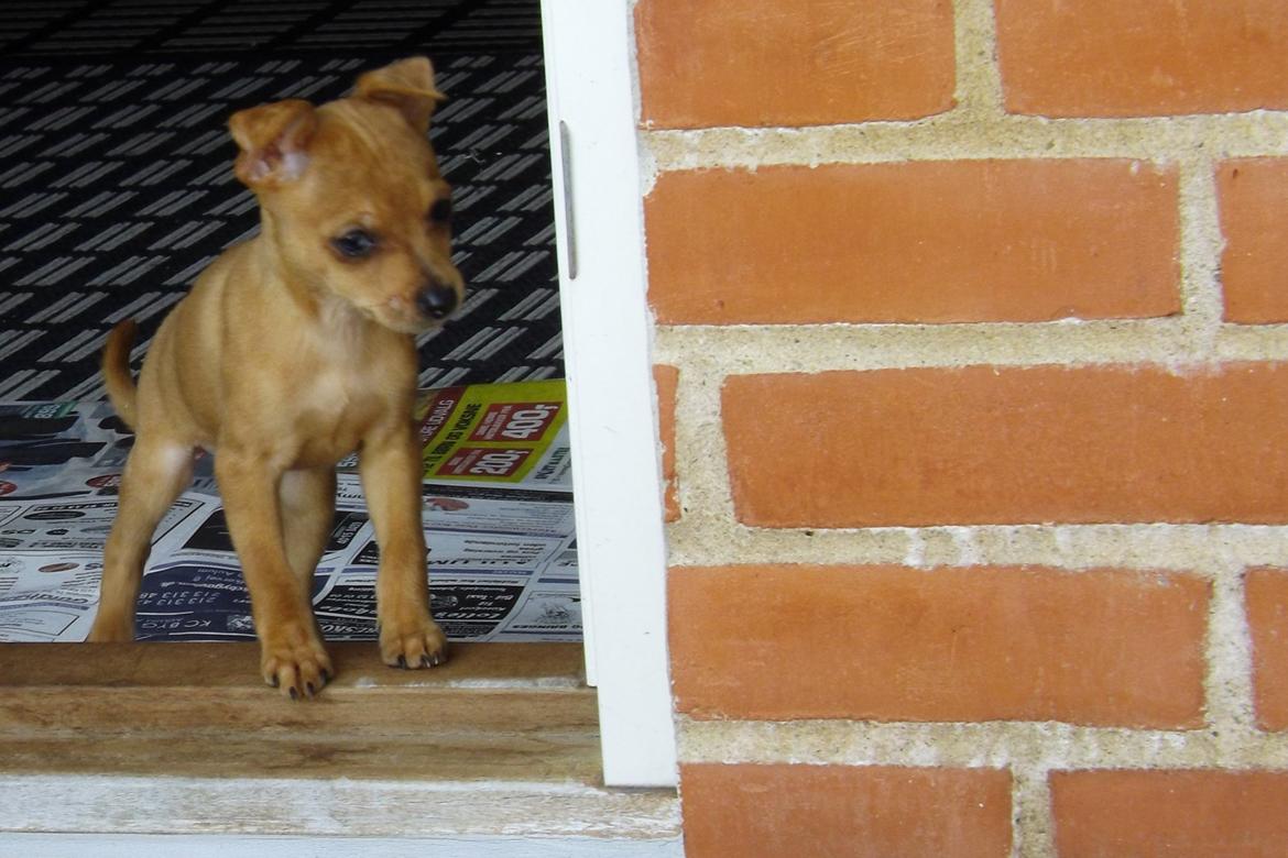 Dvaergpinscher Bibi billede 7