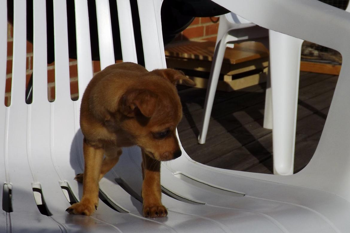 Dvaergpinscher Bibi billede 8