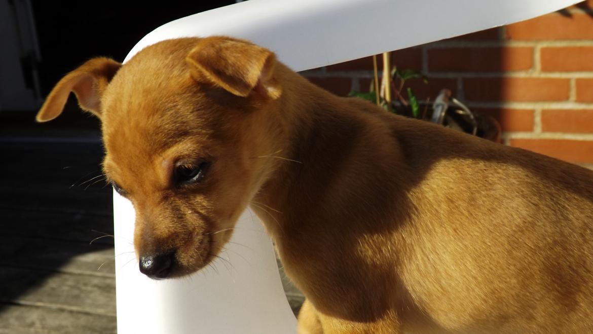 Dvaergpinscher Bibi billede 9