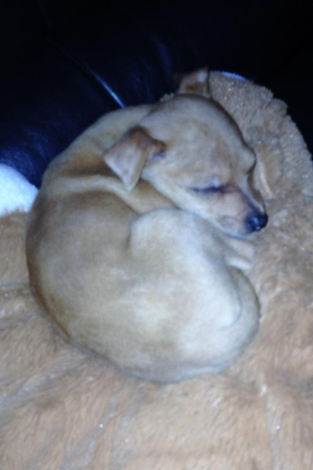 Dvaergpinscher Bibi billede 10