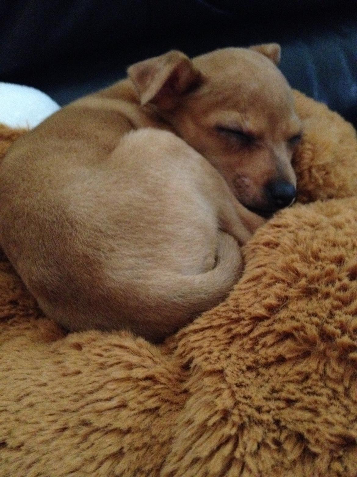 Dvaergpinscher Bibi billede 11