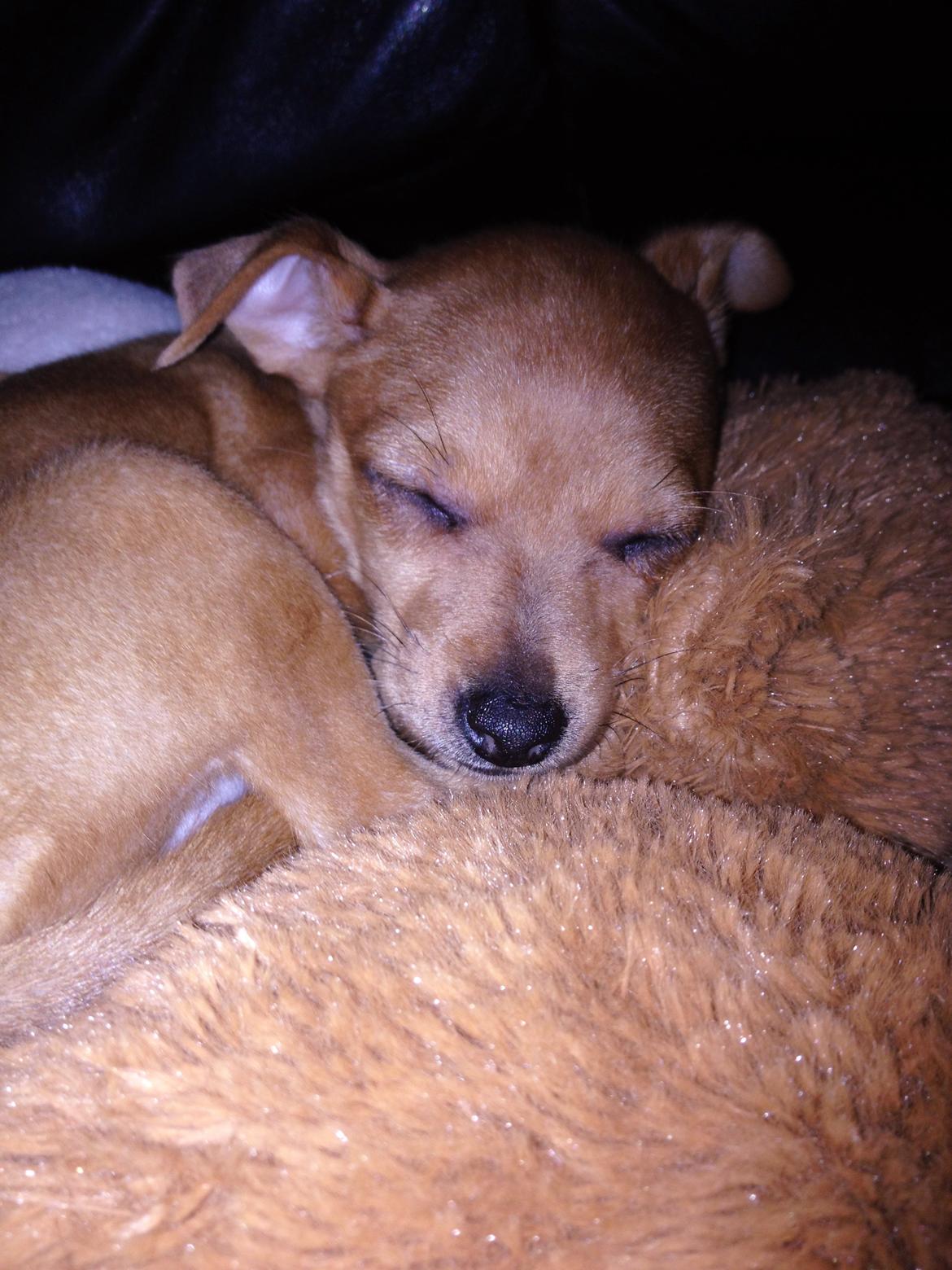 Dvaergpinscher Bibi billede 12