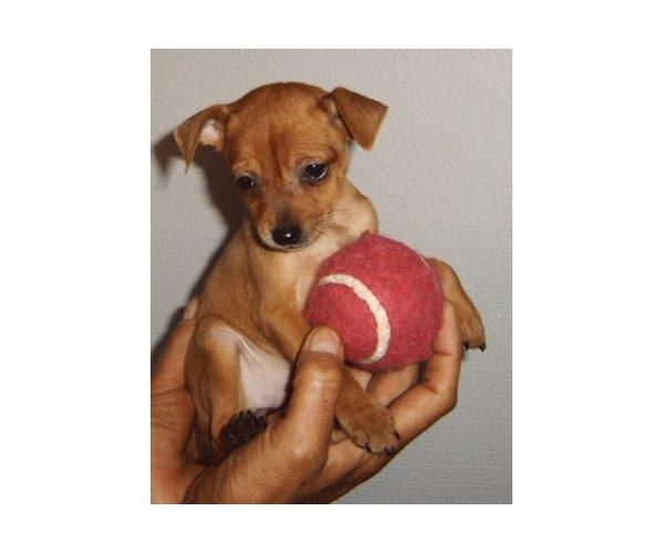 Dvaergpinscher Bibi billede 13