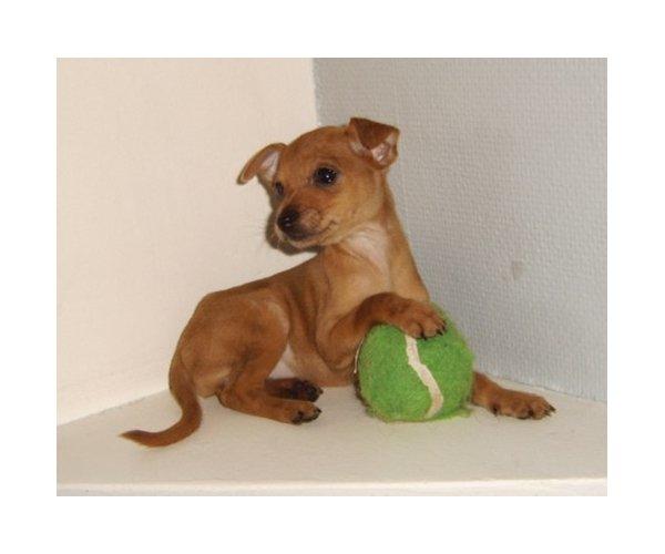 Dvaergpinscher Bibi billede 14