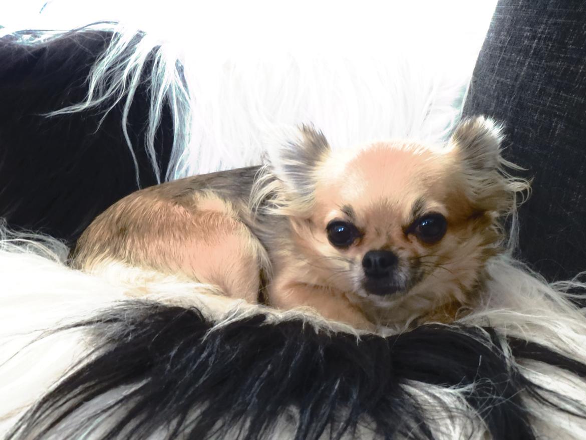 Chihuahua Gipsy billede 16