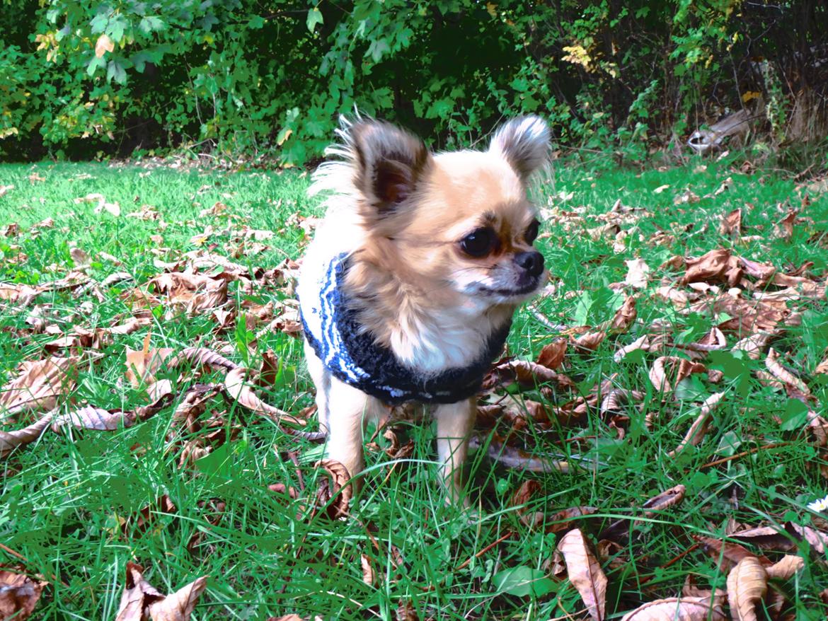 Chihuahua Gipsy billede 5
