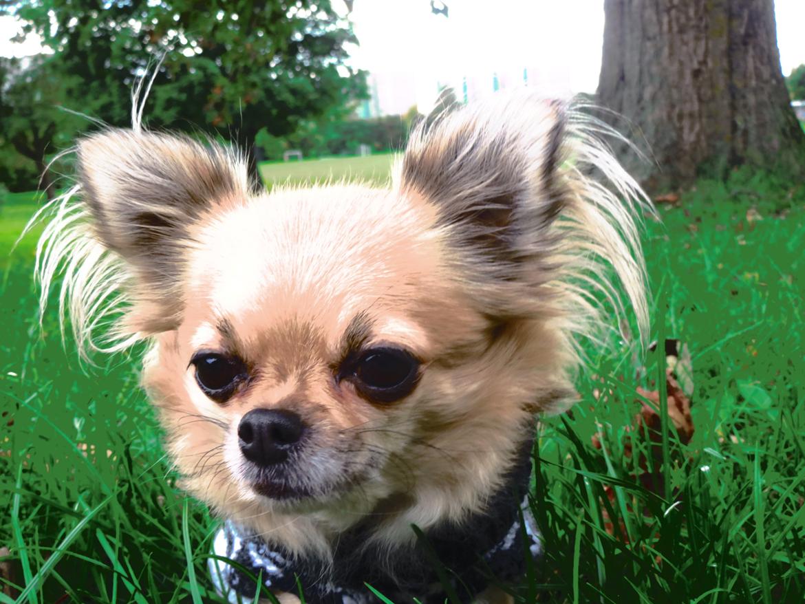 Chihuahua Gipsy billede 17