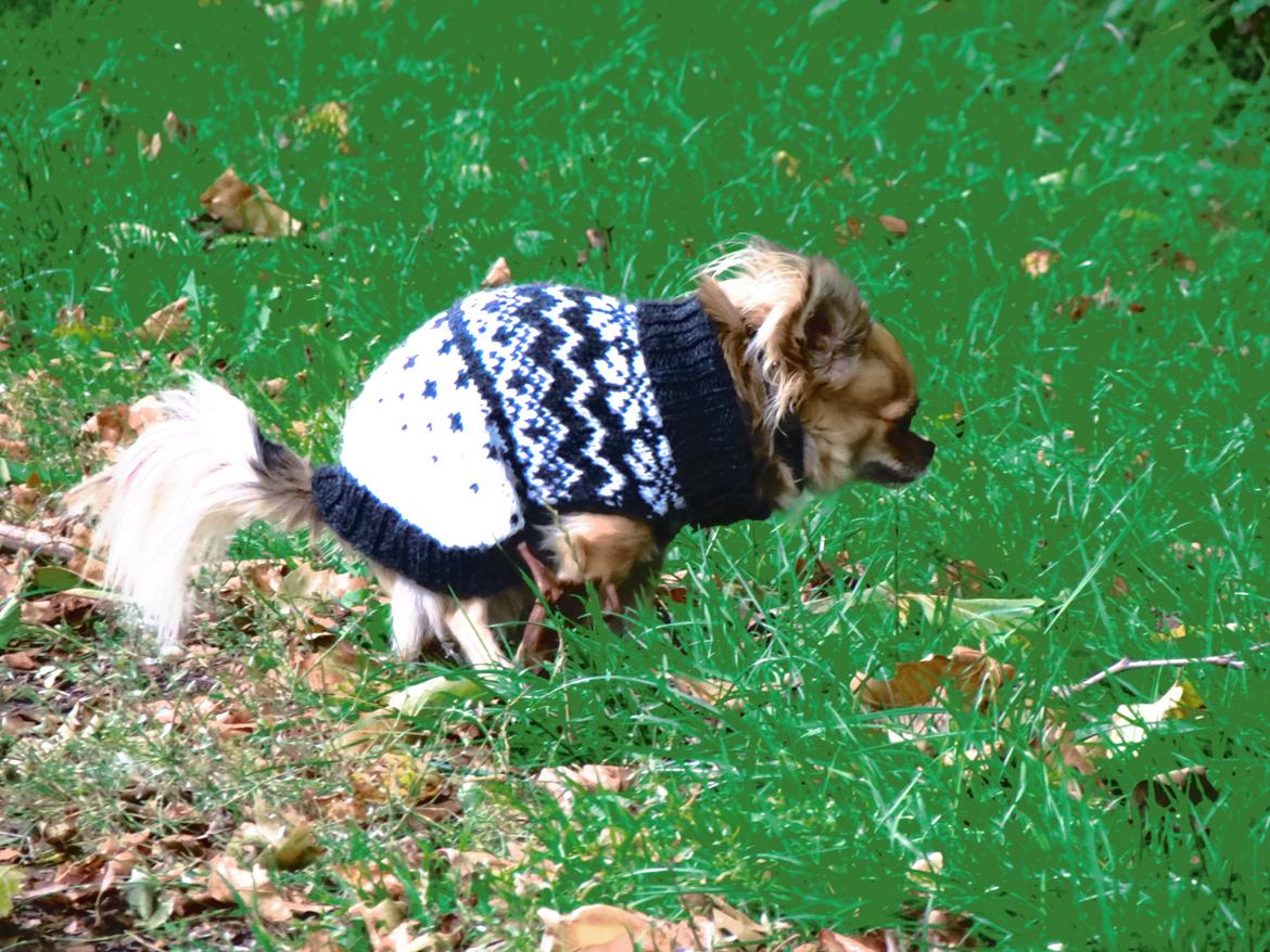 Chihuahua Gipsy billede 18