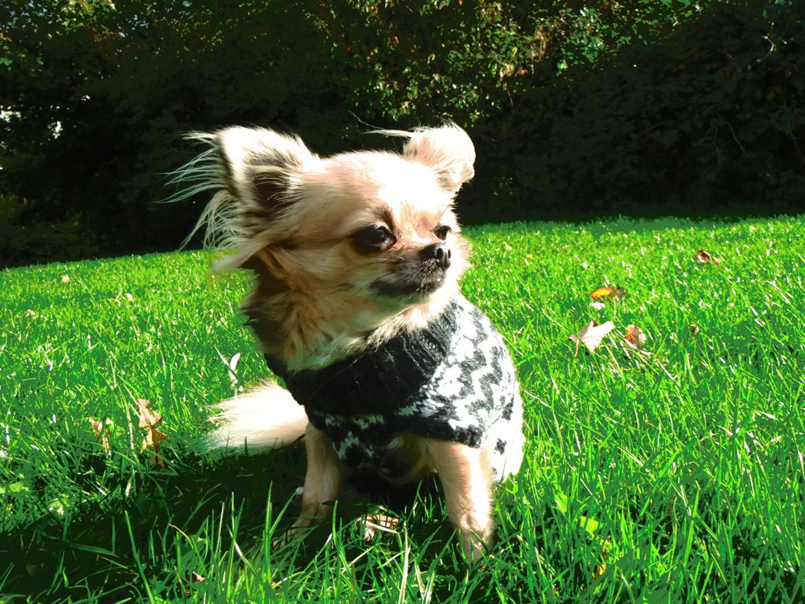 Chihuahua Gipsy billede 3