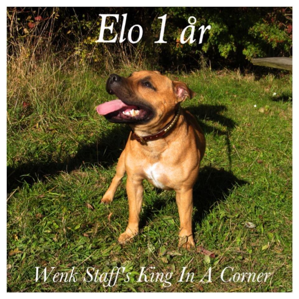 Staffordshire bull terrier KBHV2015 Wenk Staff' s King In A Corner aka Elo - Elo 1år billede 23