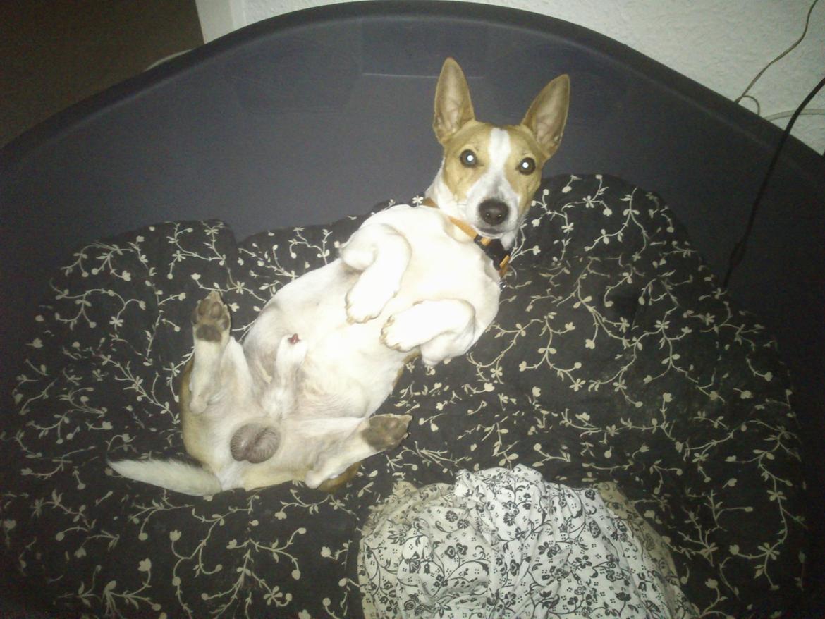 Jack russell terrier Zippo (forsvundet) - En lille rumraket på ryggen. billede 21