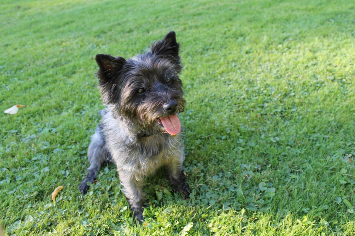 Cairn terrier Mille - Min søde lille hund billede 25