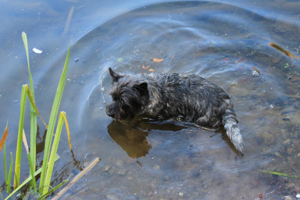 Cairn terrier Mille - Lidt ude og bade billede 16