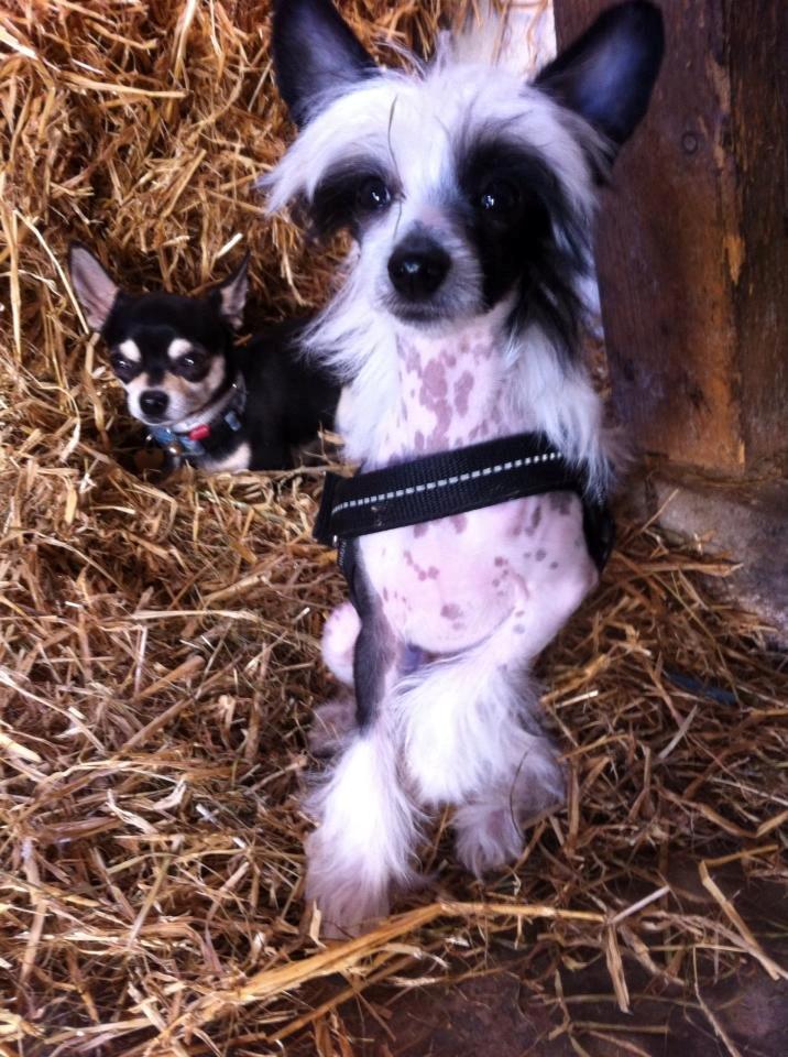 Chinese crested hårløs @ Mulan billede 16