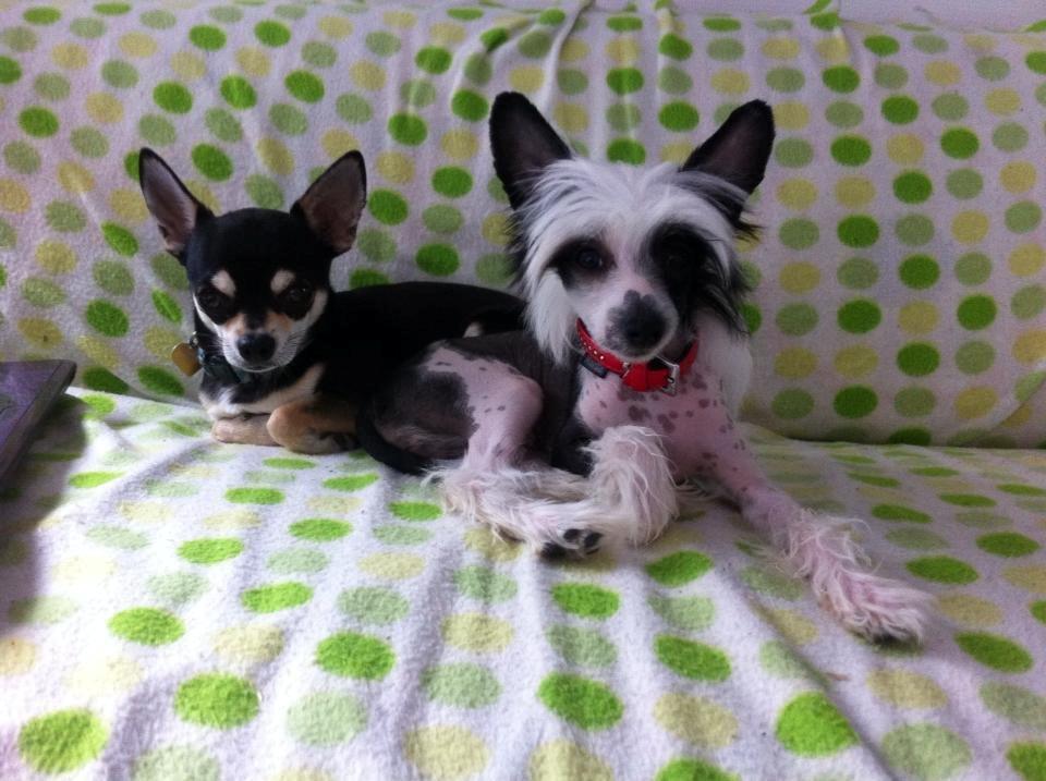 Chinese crested hårløs @ Mulan billede 15