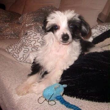 Chinese crested hårløs @ Mulan - *billede fra tidligere ejer* Hun er grad 5 hårløs :) billede 36