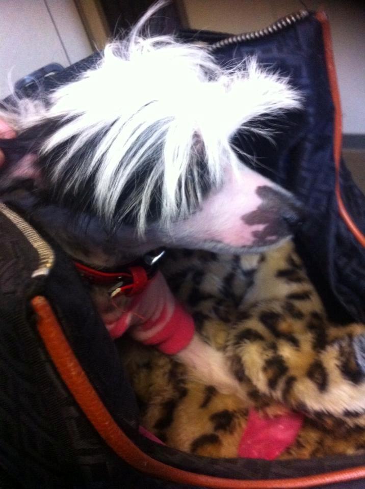 Chinese crested hårløs @ Mulan - Taget i bussen på vej hjem første dag :) billede 7