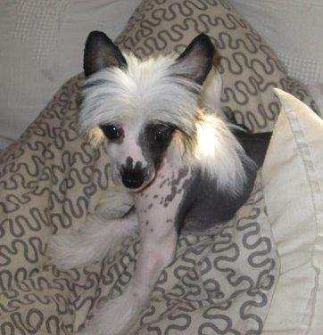 Chinese crested hårløs @ Mulan - *billede fra tidligere ejer* billede 35