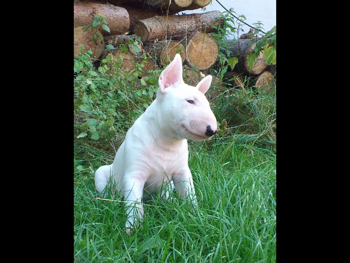 Bullterrier Sode's Sejr  billede 1