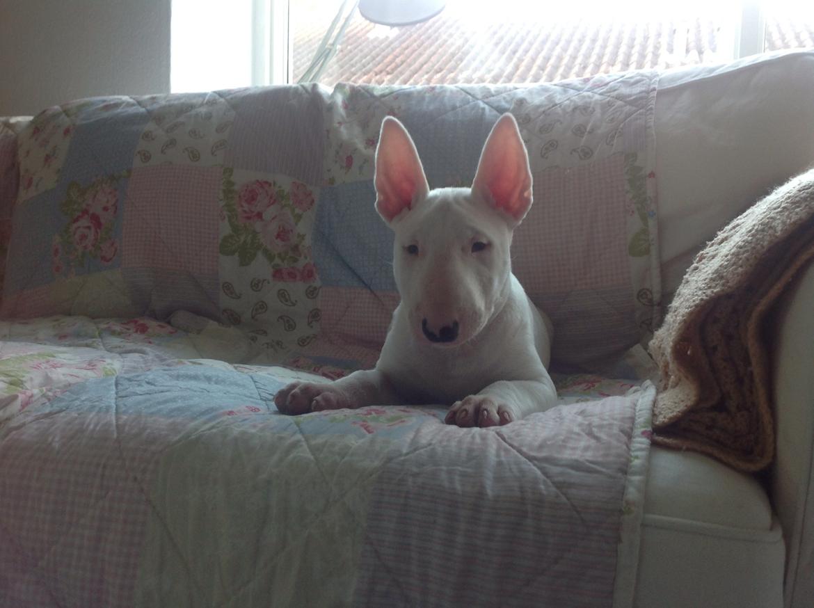 Bullterrier Sode's Sejr  billede 2