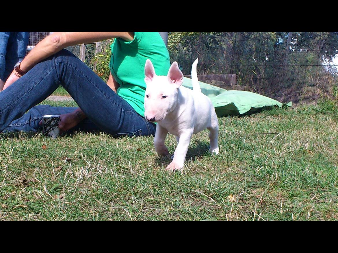 Bullterrier Sode's Sejr  billede 3