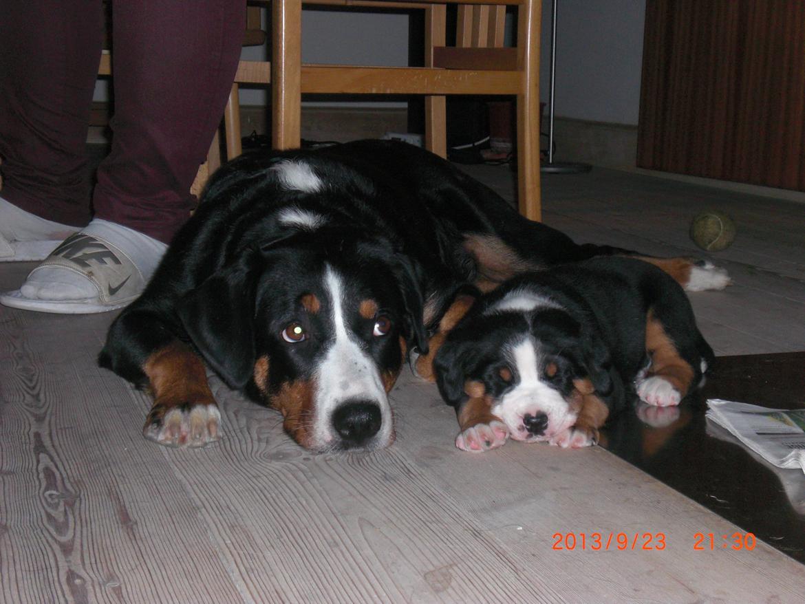 Appenzeller sennenhund Bufas Zalza Zizi (Caza) - Caza og August  billede 22