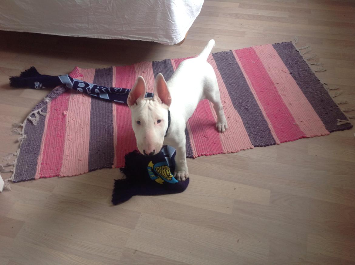 Bullterrier Sode's Sejr  billede 6