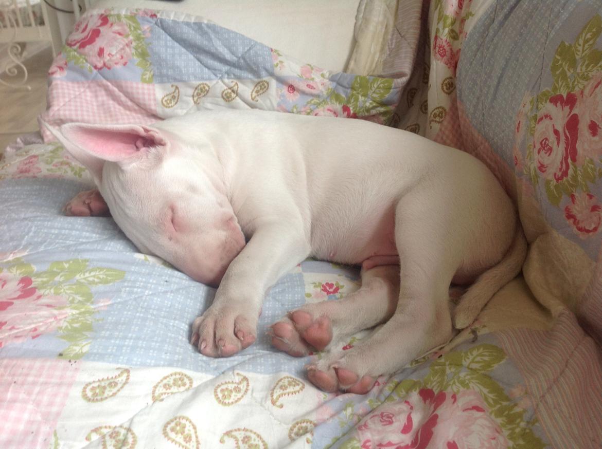 Bullterrier Sode's Sejr  billede 7