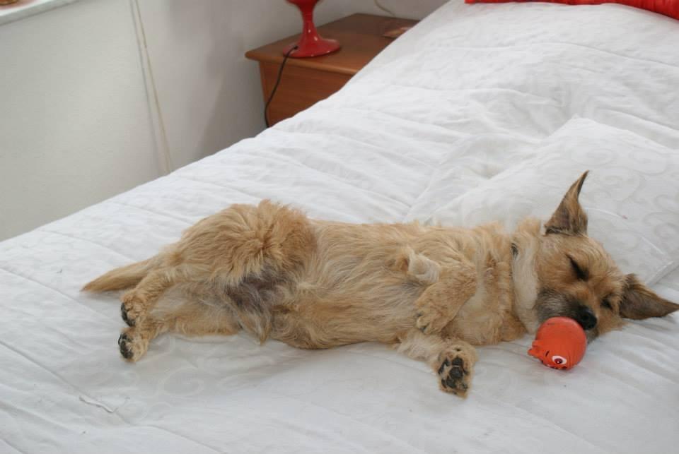 Cairn terrier Cæsar - dejligt at ligge i mosters seng billede 2