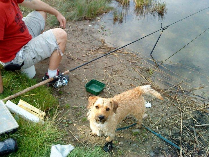 Cairn terrier Cæsar - på fisketur med dårlig pote. billede 3