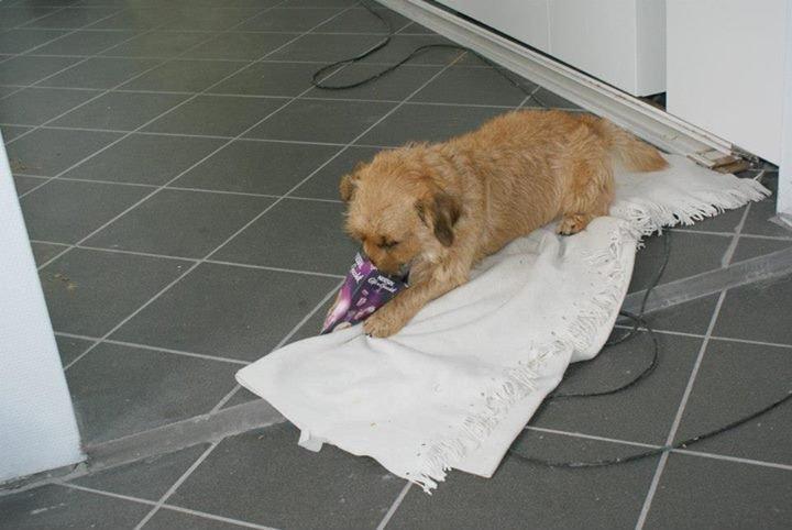 Cairn terrier Cæsar - leger med en tom æske i mosters køkken billede 4