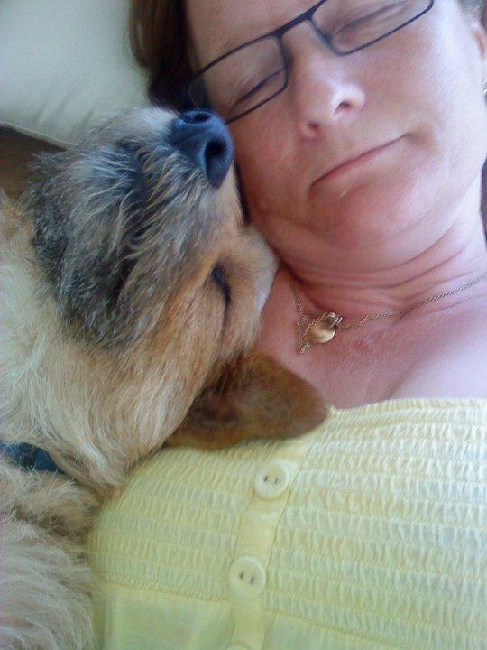 Cairn terrier Cæsar - får en lille lur med min mor. billede 5