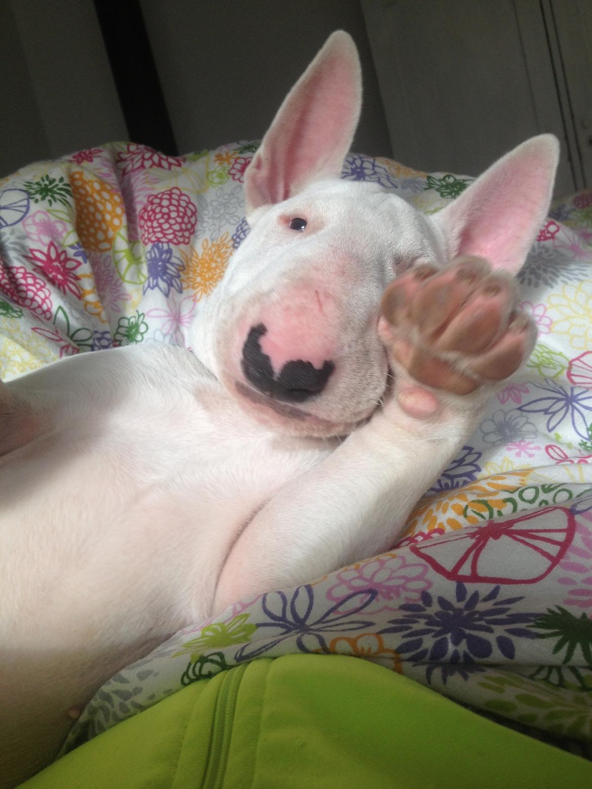 Bullterrier Sode's Sejr  billede 8