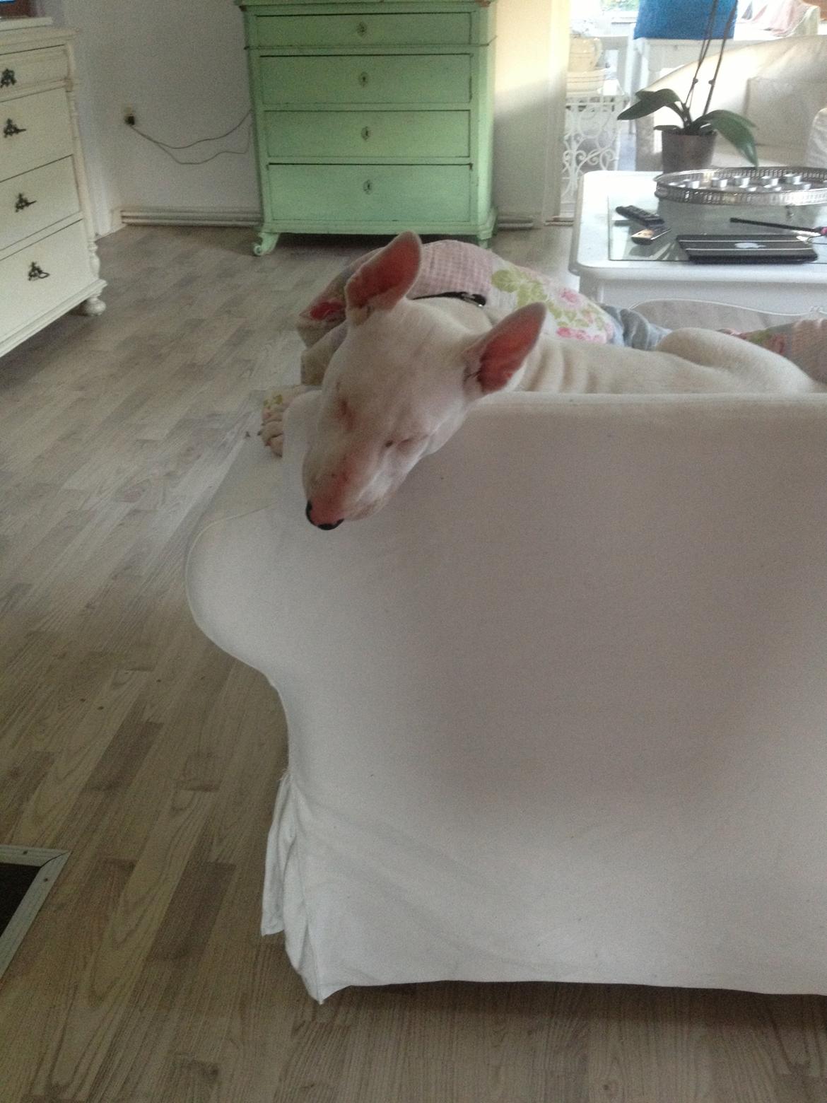 Bullterrier Sode's Sejr  billede 10