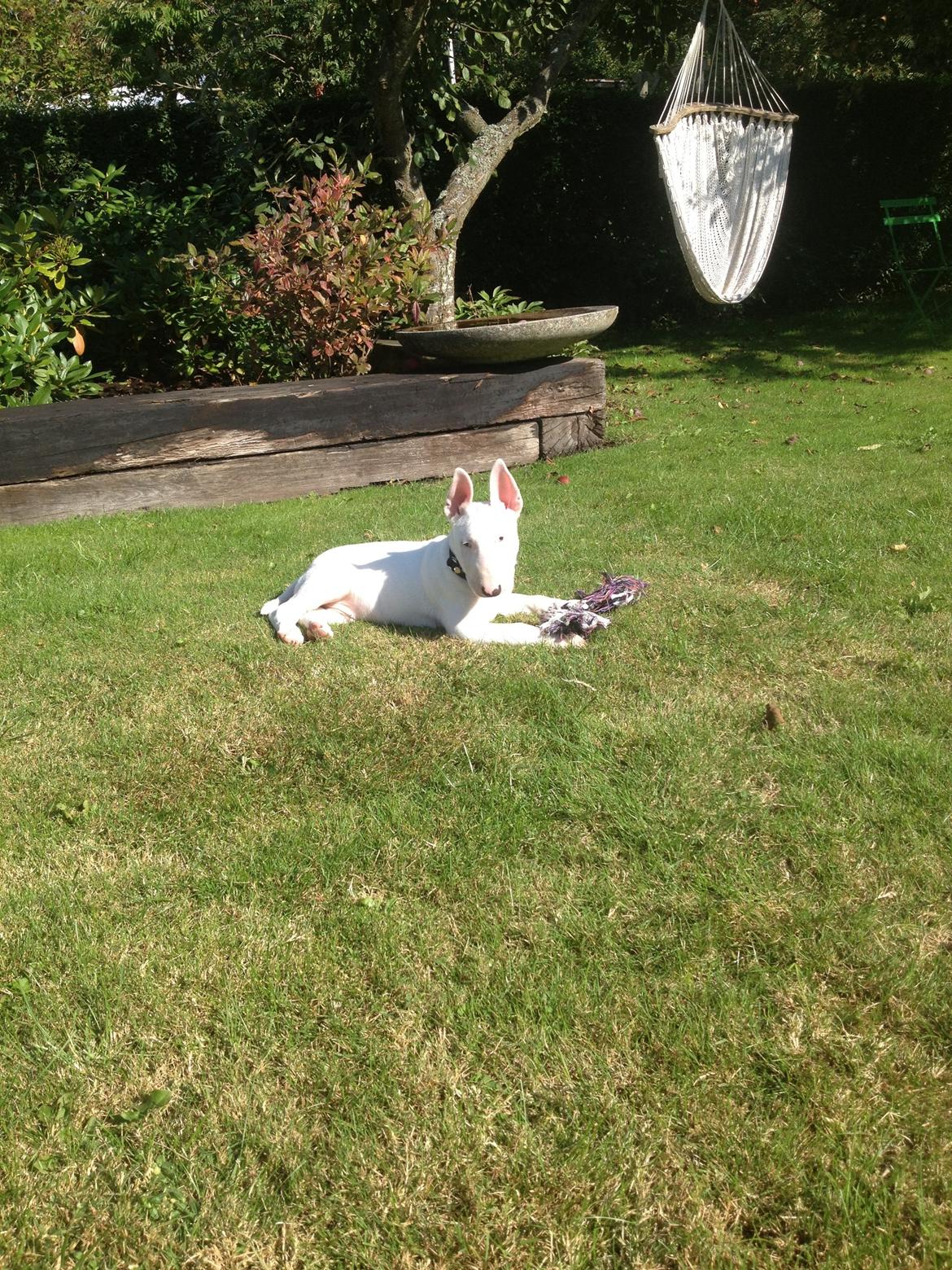 Bullterrier Sode's Sejr  billede 11